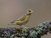 Greenfinch (m)