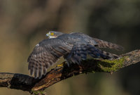 Sparrowhawk (m)
