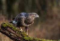Buzzard
