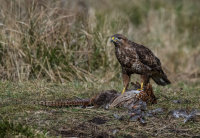 Buzzard