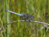 Keeled-Skimmer-male