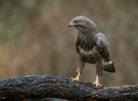 Buzzard