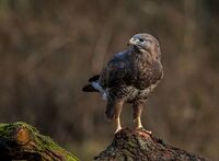 Buzzard