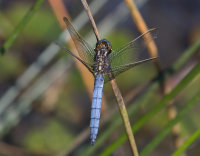 Keeled-Skimmer-male