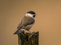 Marsh-Tit