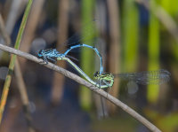 Common-blue-Damselflies