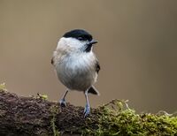 Marsh-Tit