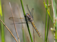 Keeled-Skimmer-female
