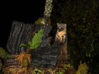 Pine-Marten