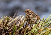 Reed-Bunting (f)