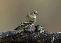Siskin (f)