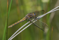 Keeled-Skimmer-female