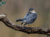 Sparrowhawk (m)