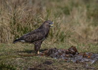 Buzzard