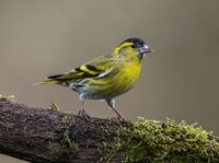 Siskin (m)
