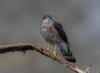 Sparrowhawk (m)