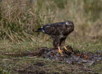 Buzzard
