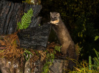 Pine-Marten