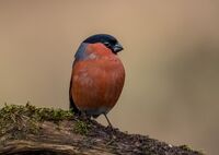 Bullfinch (m)