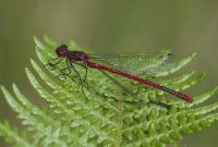 Large-Red-Damselfly