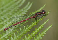 Large-Red-Damselfly