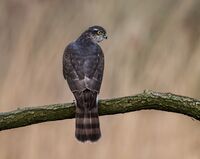Sparrowhawk (f)