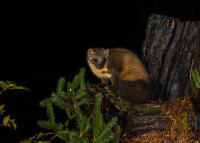 Pine-Marten