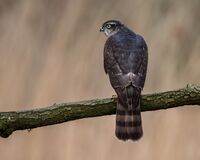 Sparrowhawk (f)