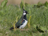 Lapwing