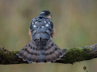 Sparrowhawk (m)