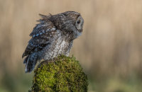 Tawny-Owl