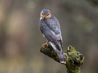 Sparrowhawk (m)