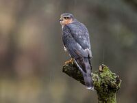 Sparrowhawk (m)