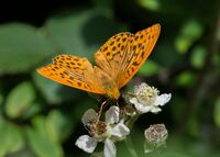 Silver-washed-Fritillary (m)