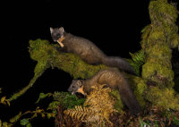 Pine-Martens