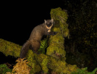 Pine-Marten