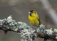 Siskin (m)