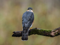 Sparrowhawk (m)