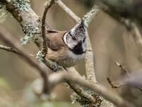 Crested-Tit