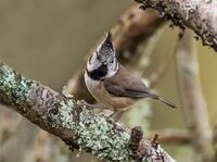 Crested-Tit