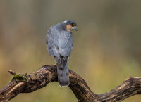 Sparrowhawk (m)