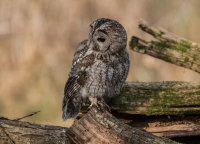 Tawny-Owl