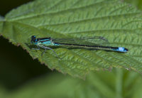 Blue-tailed-Damselfly