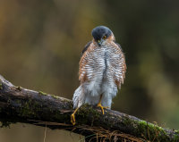 Sparrowhawk (m)