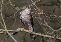 Sparrowhawk (m)
