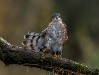 Sparrowhawk (m)