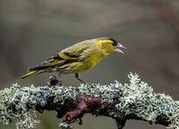 Siskin (m)