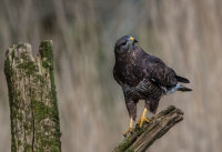 Buzzard