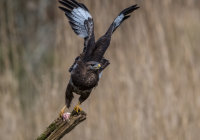Buzzard
