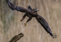 Buzzard